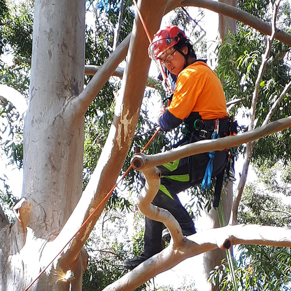 Hummel Liu Apprentice Arborist Grid Pic